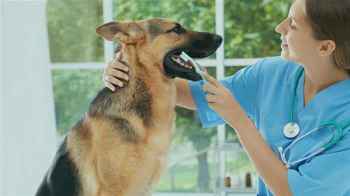 Plano de Saúde Pet: Entenda as vantagens e como escolher o melhor